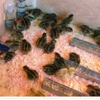 جوجه بلدرچین ومرغ وخروس کوشین وجوجه فری واردک
