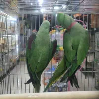 شاه طوطی مولد تضمینی
