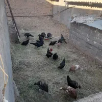 مرغ تخم خروس