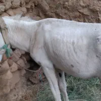 الاغ فروشی