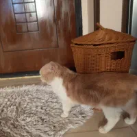 گریم گم،شده