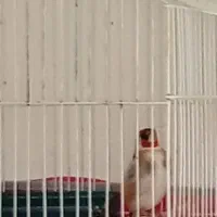 سهره|پرنده|مسجد سلیمان, |دیوار