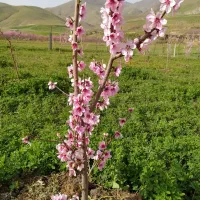 خدمات تخصصی باغبانی