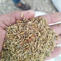 شلتوک با دنان