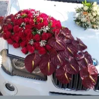 عرضه مستقیم گلدون و گیاه‌های تزئینی تازه|گل و گیاه طبیعی|فولادشهر, ورزشگاه فولادشهر|دیوار