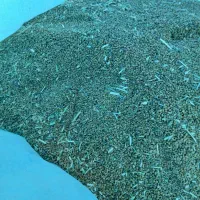 بزریونجه محلی|عمدهفروشی|رودبار (کرمان), |دیوار