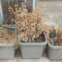 گلدان بزرگ|گل و گیاه طبیعی|مشهد, گوهرشاد|دیوار