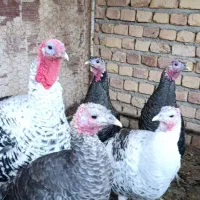 بوقلمون محلی زیر قیمت