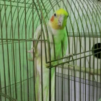 عروس هلندی|پرنده|دلیجان, |دیوار