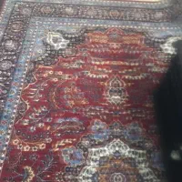 فرش ۶متری|فرش|تهران, چهارصد دستگاه|دیوار