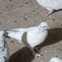 کفتر پرشی شمرونی تهرانی غریب گیری|پرنده|تهران, جیحون|دیوار