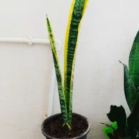 فروش گل های زیبای خانگی|گل و گیاه طبیعی|سرپل ذهاب, |دیوار