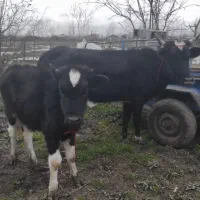 گاو شکمدار و گوساله لیشه