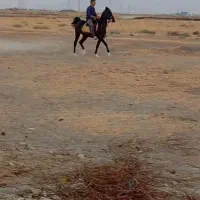 مادیان|اسب و تجهیزات اسبسواری|مرودشت, مجد آباد|دیوار