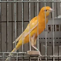 قناری نوچه پرتقالی