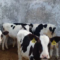 گوساله هلشتاین قطع شیر