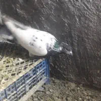 کبوتر کله دار