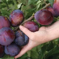 نژاد برتر تخصص ماست