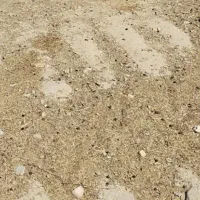 23 راس میش و شیشک بره دار