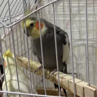 عروس هلندی|پرنده|مشکین‌دشت, |دیوار