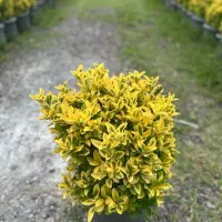 شمشاد طلایی وصال 33