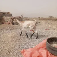 1عدد بز فروش