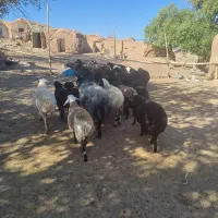 بره نر و ماده  قوچ و میش