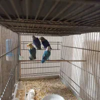 طوطی کوتوله برزیلی|پرنده|زاهدان, |دیوار