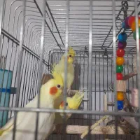 عروس هلندی ماده بالغ
