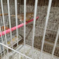 قناری ماده،کوتوله،عروس،مرغ عشق|پرنده|مشهد, امین آباد|دیوار