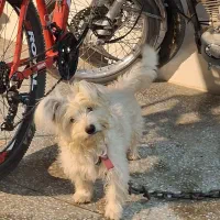 سگ شیتزو بازیگوش|سگ|بافق, |دیوار