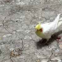 عروس هلندی شیطون|پرنده|تهران, بازار|دیوار