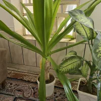 فروش گل|گل و گیاه طبیعی|جنت, |دیوار