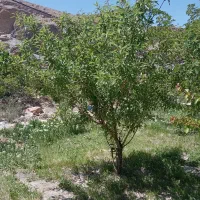 زمین عز آباد شمسی