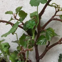 گل آلوورا پر|گل و گیاه طبیعی|رشت, جانبازان|دیوار