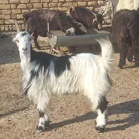 کهره بره کاوه کوهه قوچ