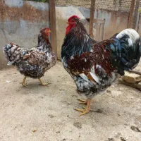 فروش مرغ و خروس و اردک خارجی، تخم مرغ برهما