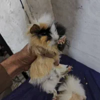 خوکچه هندی|موش و خرگوش|تهران, شهرک طالقانی|دیوار