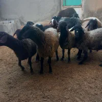 بره،شیشک،عروسی،مراسمات|حیوانات مزرعه|فامنین, |دیوار