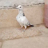 کفتر المانی مسافتی|پرنده|مشهد, انصار|دیوار