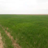 شریک‌درکشت‌گندوم‌وجو‌
