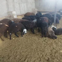 بره نر و ماده