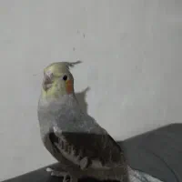 عروس هلندی جوجه دستی|پرنده|مشهد, شهید احمدی روشن|دیوار