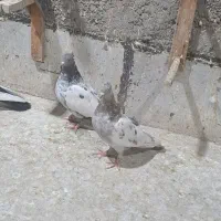 کفتر سینه پلاکی|پرنده|زرقان, |دیوار