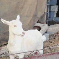 میش بز سانن گوسفند|حیوانات مزرعه|بهمن, |دیوار