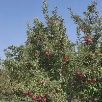 یک قطعه زمین کشاورزی