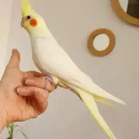 طوطی عروس هلندی لوتینو نر سخنگو نیمه دستی|پرنده|دزفول, |دیوار