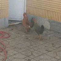 مرغ و خروس جوان|حیوانات مزرعه|شاهین‌شهر, مورچه خورت|دیوار