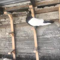 سینه سیاه جفت کت نر و ماده نسل دار|پرنده|ایثار, |دیوار