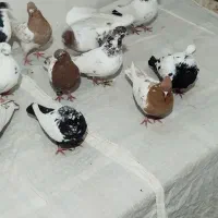 کبوتر گشتی شهرستان